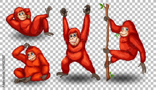 Set of orangutan on transparent background © GraphicsRF