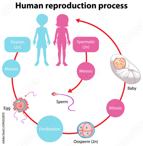 Reproduction Process of Human infographic