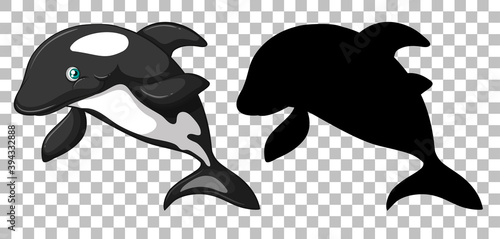 Cute orca whale and its silhouette on transparent background