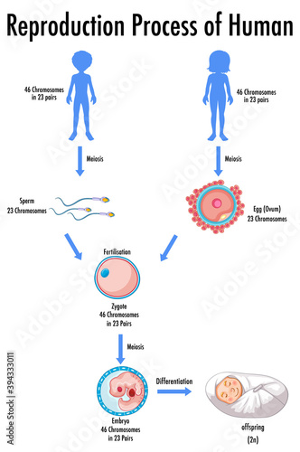 Reproduction Process of Human infographic