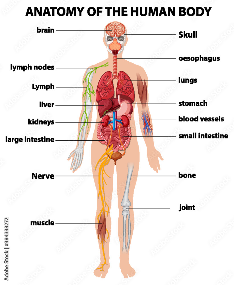 Anatomy of the human body information infographic Stock Vector Adobe