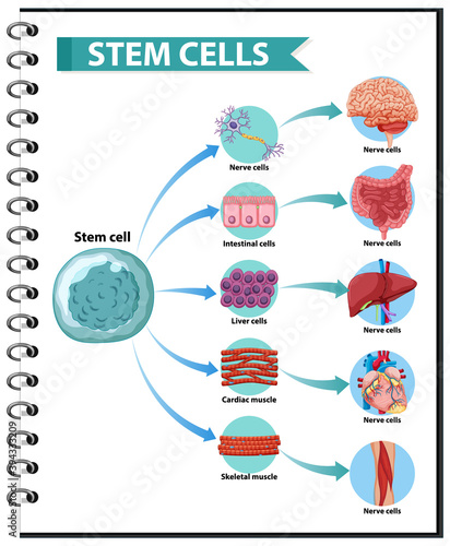 Illustration of the Human Stem Cell Applications on a white background