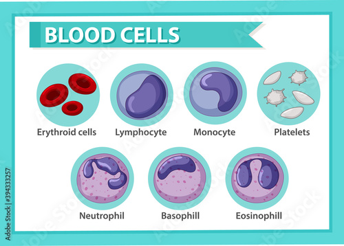 Type of blood cells