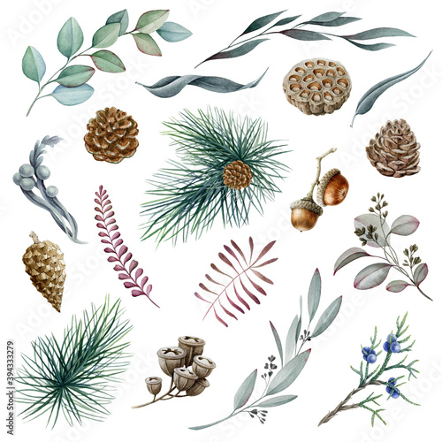 Evergreen winter eucalyptus and pine tree element set. Hand drawn watercolor decorative season rustic elements. Pine, spruce, eucalyptus, cone, fern image collection. Natural plant  realistic elements