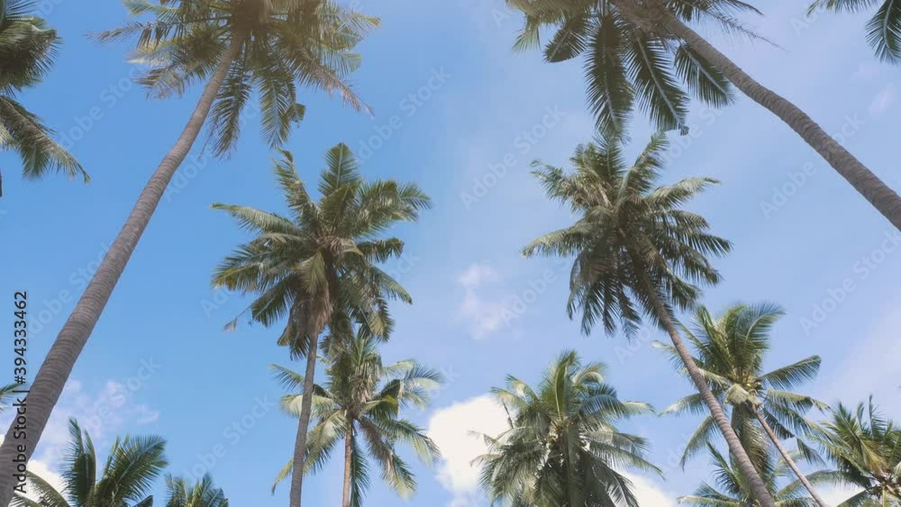 Tropical Palms, clouds and sky Tropical Palms, clouds and sky