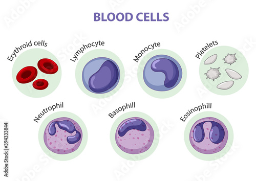 Type of blood cells