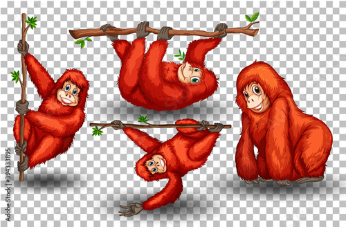 Set of orangutan on transparent background