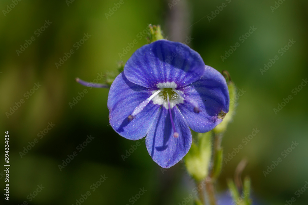 Gamander-Ehrenpreis (Veronica chamaedrys) Gamander-Ehrenpreis (Veronica chamaedrys)