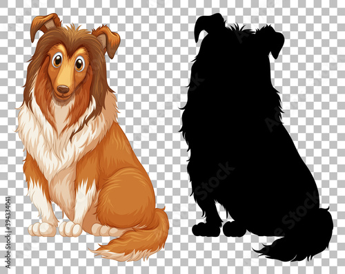 Cute shetland sheepdog and its silhouette on transparent background
