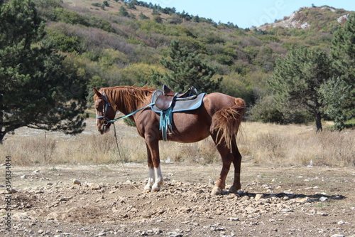 brown horse in harness and with a saddle for riding stands in the field