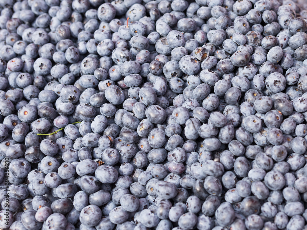 berries blueberry texture background berries blueberry texture background