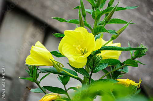 Yellow Oenothera glazioviana flower, redsepal evening primrose