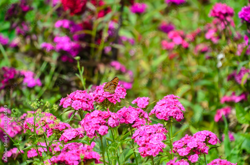 Colored butterfly flying over pink flowers field, close up Colored butterfly flying over pink flowers field, close up