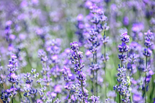 Blue violet levandula flowers, field countryside, close up