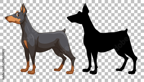 Cute doberman pinscher and its silhouette on transparent background