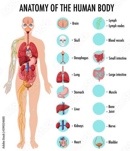 Anatomy of the human body information infographic