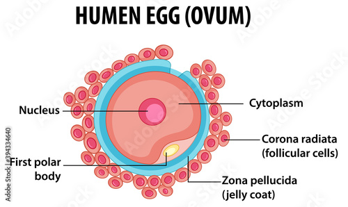 Human Egg or Ovum structure for health education infographic
