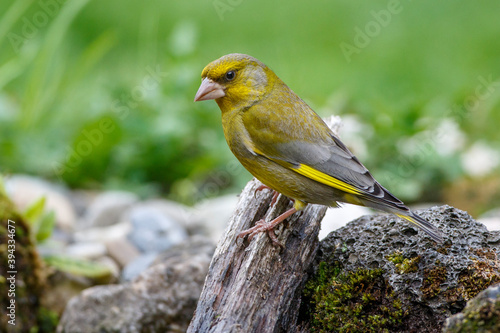 Grünfink (Carduelis chloris) Männchen photo