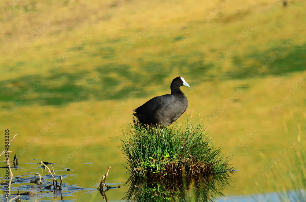 Obraz premium yellow billed stork in grass