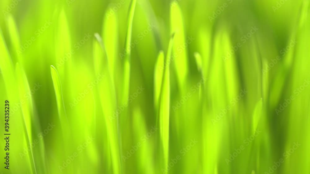 Fresh green grass with dew drops clips, dew drops on green grass footage, rain drops on green grass video. Сloseup rotation Fresh green grass with dew drops clips, dew drops on green grass footage, rain drops on green grass video. Сloseup rotation