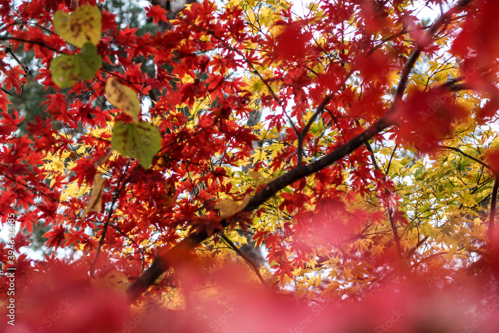 Colourful maple leaves in Japan during Autumn Koyo season Colourful maple leaves in Japan during Autumn Koyo season