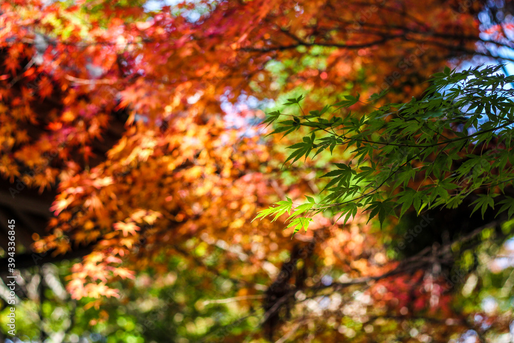 Colourful maple leaves in Japan during Autumn Koyo season Colourful maple leaves in Japan during Autumn Koyo season