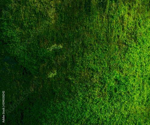 An incredibly lush green moss texture, growing on the surface of a tree. Amplified oversaturated shot. 