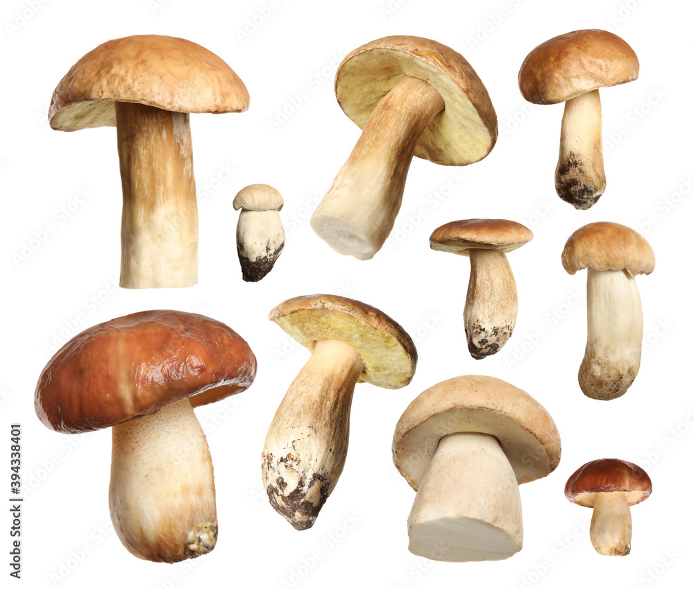 Set of fresh edible mushrooms on white background
