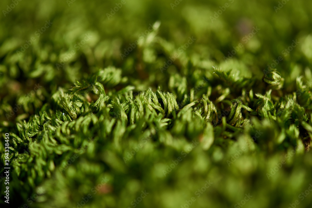 Forest green moss macro shooting depth of field Forest green moss macro shooting depth of field