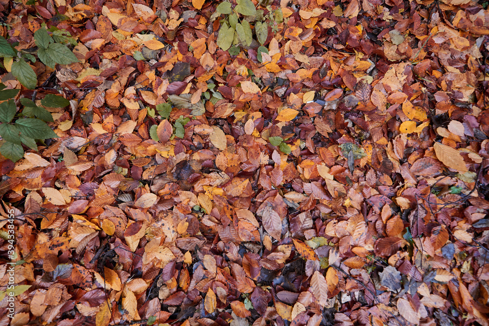 a glade of fallen autumn leaves of orange color texture