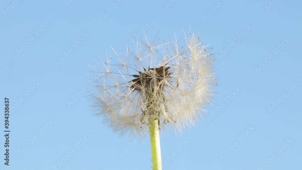 Macro shot of a Dandelion rotating Macro shot of a Dandelion rotating