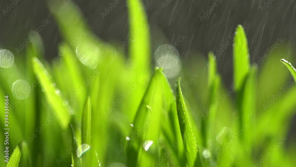 Abstract macro shot of blades of green grass. Dew drops shine with splendor. Beautiful lens blur bokeh. Slow motion shot. Сloseup rotation Abstract macro shot of blades of green grass. Dew drops shine with splendor. Beautiful lens blur bokeh. Slow motion shot. Сloseup rotation