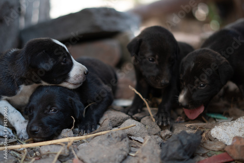 Closup shot of little puppies