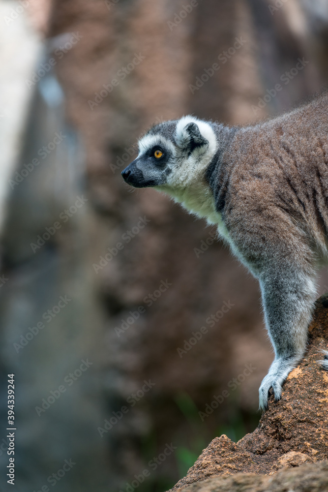 Fototapeta premium ring tailed lemur