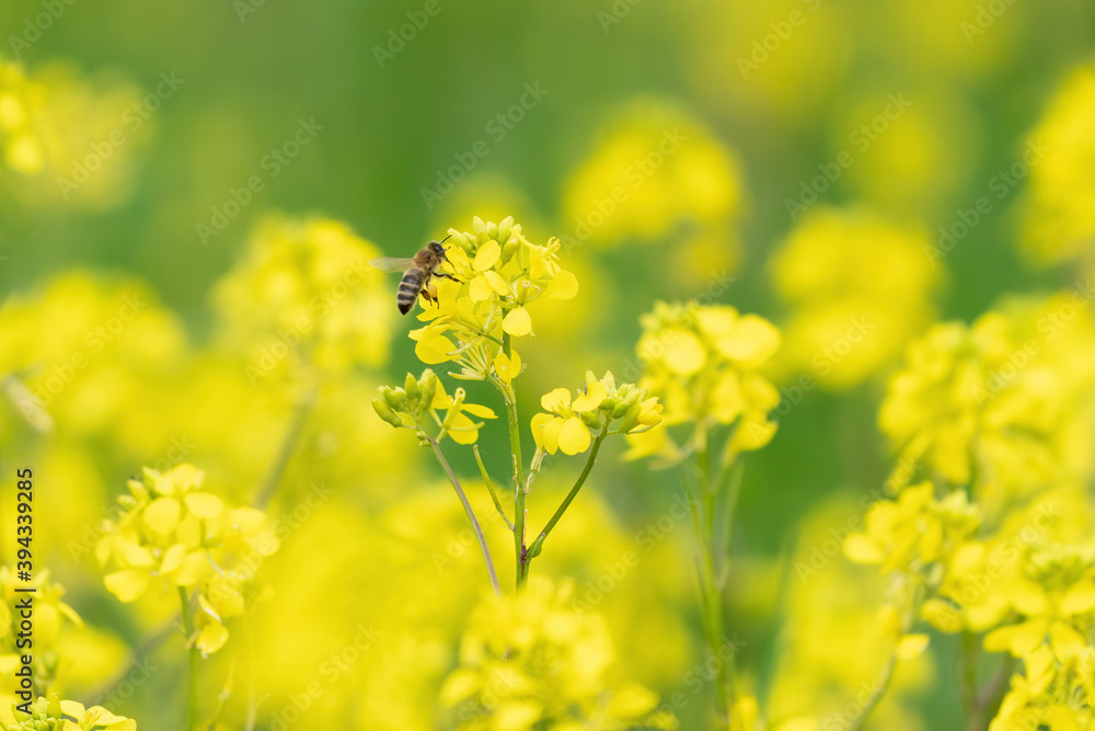 A bee on the rapeseed yellow field A bee on the rapeseed yellow field