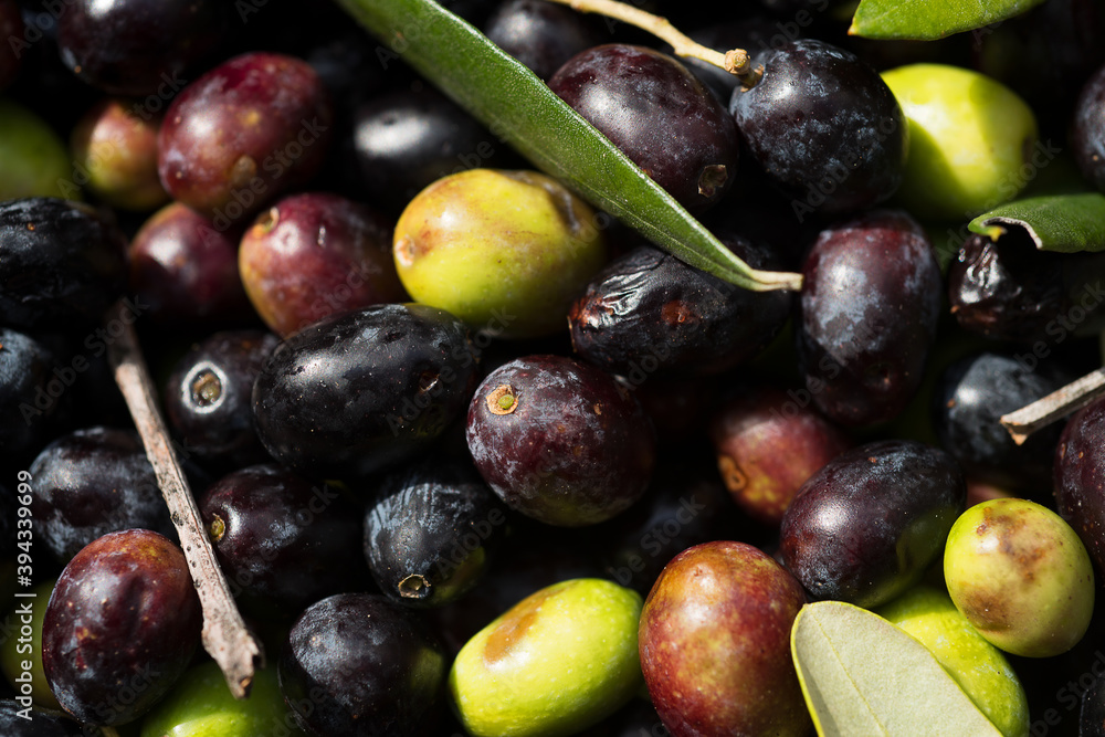 Fototapeta premium olive tree fruit