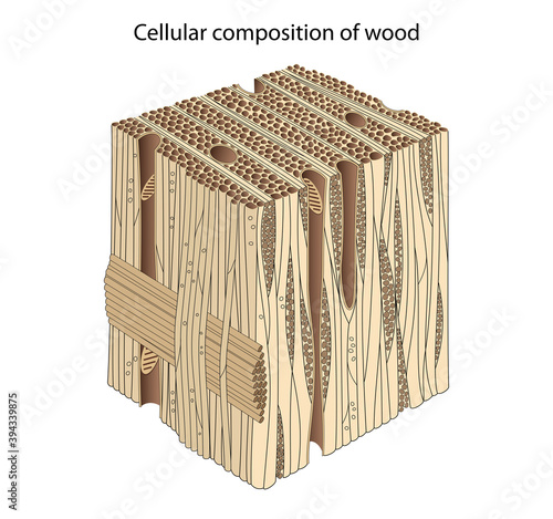 фотографія Composition and Structure of Wood Cells
