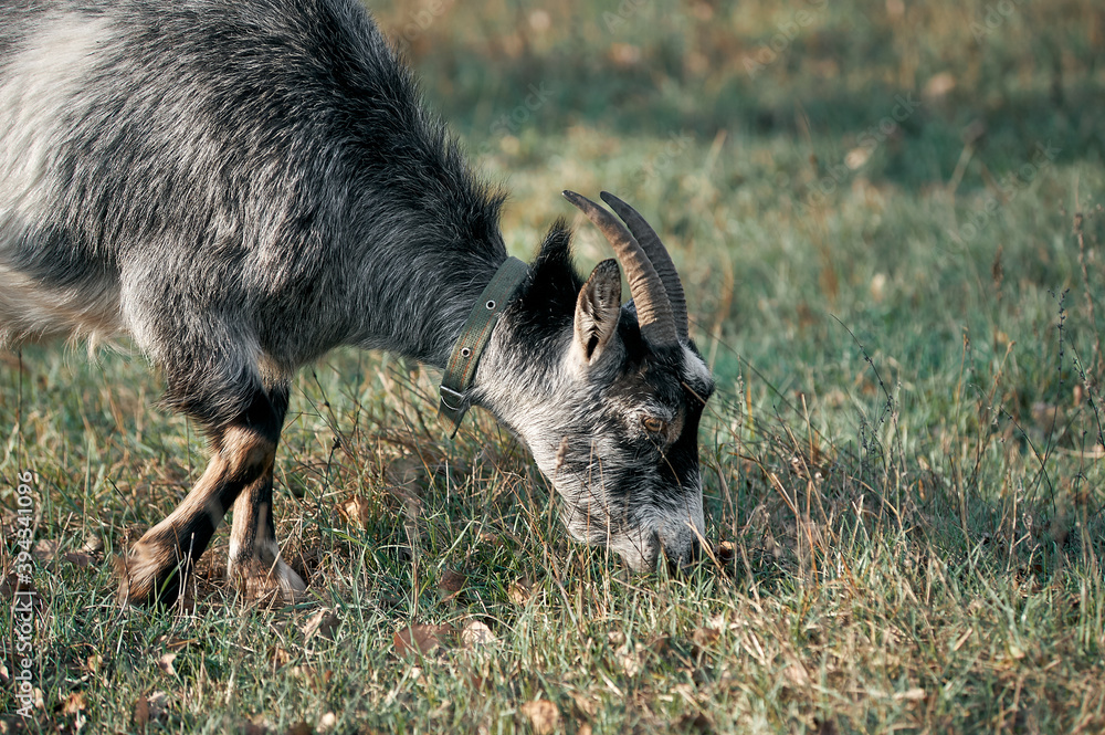 Young goat nibbles grass in the morning pasture, farm Young goat nibbles grass in the morning pasture, farm