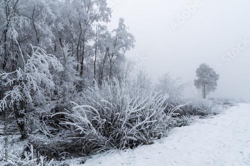 Winter im Moor. photo