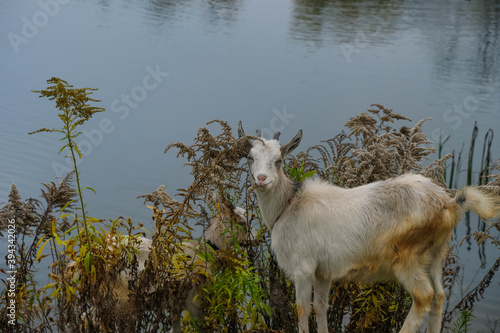 Fototapeta Naklejka Na Ścianę i Meble -  Two domestic young goats graze by the lake on a gray autumn morning. Copy space. 