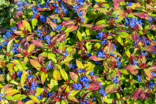 Ceratostigma plumbaginoides a summer autumn flower plant commonly known as blue flowered leadwort  stock photo image