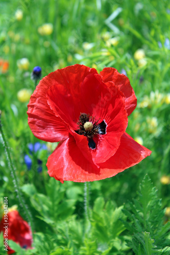 Petali di papavero rosso scossi dal vento photo