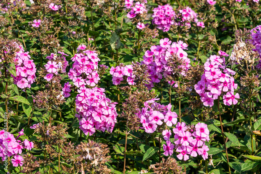 Phlox paniculata 'Eva Cullum' a pink herbaceous summer autumn flower plant, stock photo image Phlox paniculata 'Eva Cullum' a pink herbaceous summer autumn flower plant, stock photo image