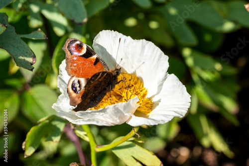 Peacock butterfly (Aglais io) with wings outstretched feeding on a white Romneya flower plant, stock photo image photo