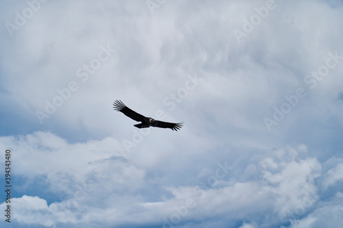 Andean condor, Vultur gryphus, soaring over the Colca Canyon in the Andes of Peru close to Arequipa. Andean condor is the largest flying bird in the world, combined measurement of weight and wingspan