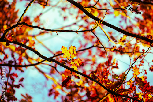 Deciduous trees in the nature reserve Unterschleißheim, Schleißheim Castle