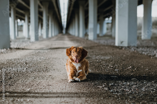 Portrait of cute brown nova scotia duck tolling retriever. Happy puppy lying on the ground. Selective focus on dog. Domestic animals concept. Blurred bridge on background.