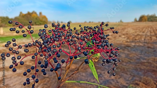 Ripe black elderberry berries on branch. Elderberries ripened on the tree