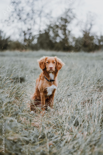 Fototapeta Naklejka Na Ścianę i Meble -  Vertical portrait of brown nova scotia duck tolling retriever. Calm puppy sitting on grass. Selective focus on dog. Domestic animals concept. Blurred forest on background.