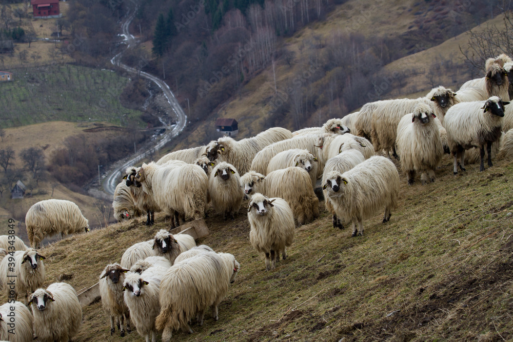 Fototapeta premium Sheep in the mountains of Romania